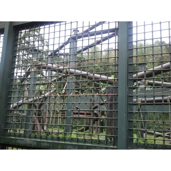 動物園黑猩猩展場,中辰室內裝修設計工程有限公司