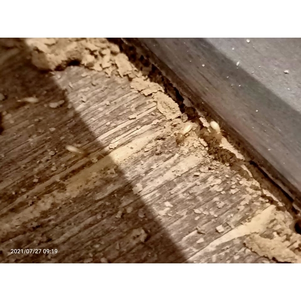 公設木地板白蟻防治