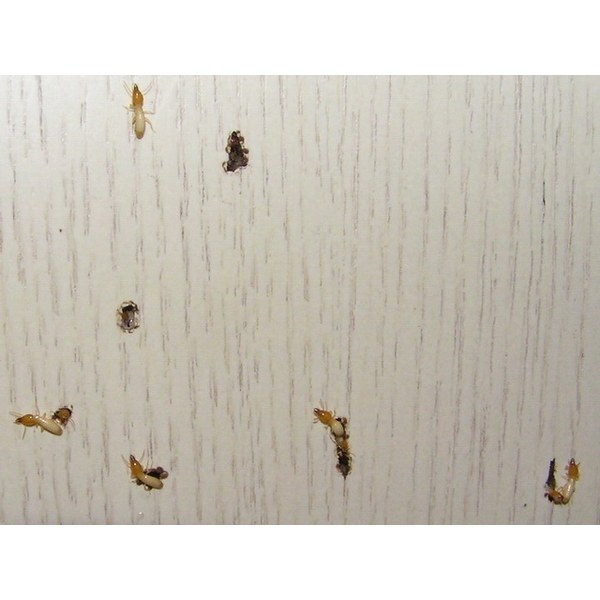 除白蟻-裝潢面板,保固除蟲消毒有限公司