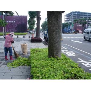 台中七期行道樹美化工程