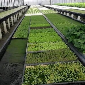 水耕蔬菜塑膠布,達榮企業社
