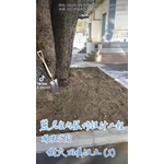 景觀工程－樹穴施作－樹穴回填沃土2 - 麗君室內裝修設計工程有限公司