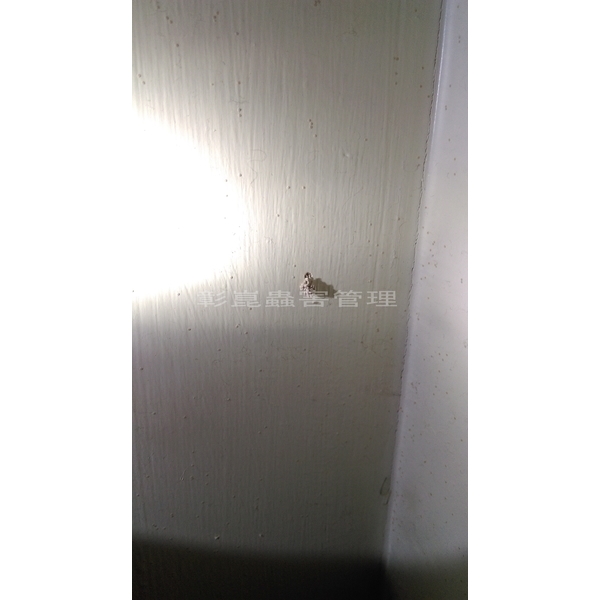 乾木白蟻(截頭堆砂白蟻),彰崑環境工程有限公司