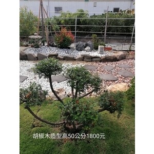 造型胡椒木,芳禾園園藝