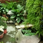 日式流水造景設計 - 朵森綠美化工作室