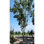 光臘樹 , 川井景觀設計有限公司