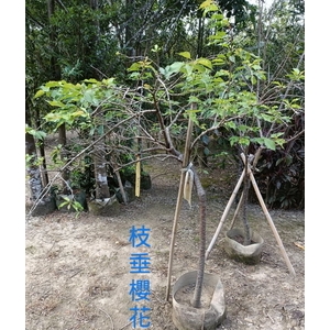 垂枝櫻花,東平種苗園