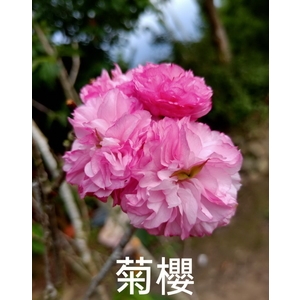 菊櫻,東平種苗園