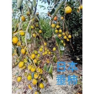 日本垂柿,東平種苗園