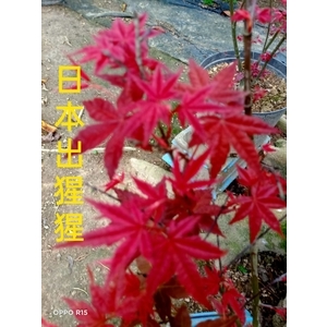 日本出猩猩紅楓,東平種苗園