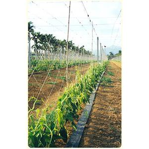 農業用網-小黃瓜網